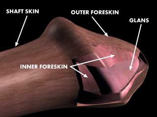 Graphic explaining various portions of the penis